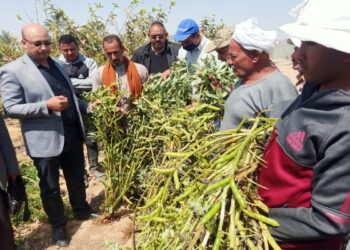 «مديرية النوبارية» تنظم يوم حصاد لمحصول الفول البلدي جيزة «716»