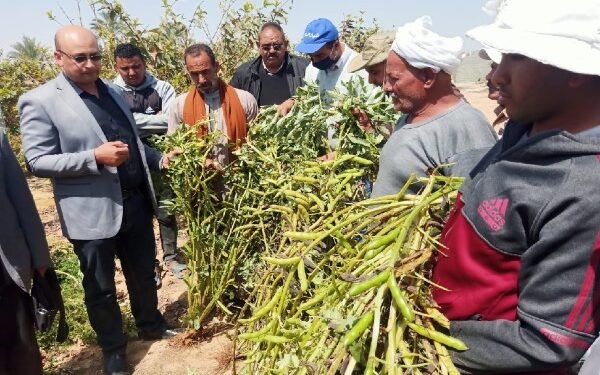 «مديرية النوبارية» تنظم يوم حصاد لمحصول الفول البلدي جيزة «716» 1 «مديرية النوبارية» تنظم يوم حصاد لمحصول الفول البلدي جيزة «716»
