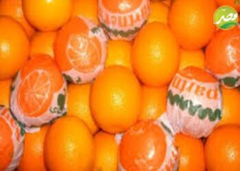 وزير الزراعة يعلن دخول اول شحنة برتقال مصري الي الأسواق اليابانية