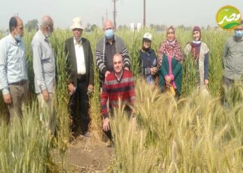 "الزراعة" معهد امراض النبات يتابع محصول القمح في محافظة الشرقية