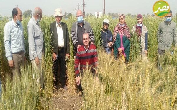 "الزراعة" معهد امراض النبات يتابع محصول القمح في محافظة الشرقية 1 "الزراعة" معهد امراض النبات يتابع محصول القمح في محافظة الشرقية
