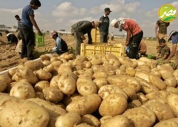 صادرات مصر من البطاطس