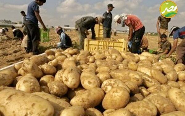 «الزراعة» صادرات مصر من البطاطس تتجاوز ال 380 الف طن هذا العام وروسيا أكبر مستورد 1 صادرات مصر من البطاطس