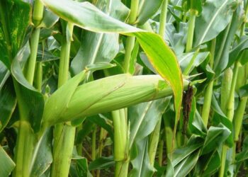 محصول الذرة