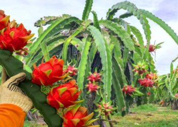 “أغلى فاكهة في العالم ” مشروع أقتصادي صحراوي تعرف على «الدراجون فروت»