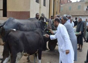 “الزراعة”تحصين أكثر من 1.8 مليون راس ماشية ضد مرض الجلد العقدي وجدري الاغنام