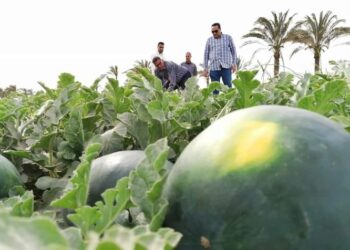 خطوات زراعة البطيخ