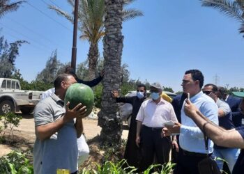 “الزراعة” تنظم يوم حقلي لتقاوي وانتاج البطيخ بحضور علماء مركز البحوث وشركات الإنتاج