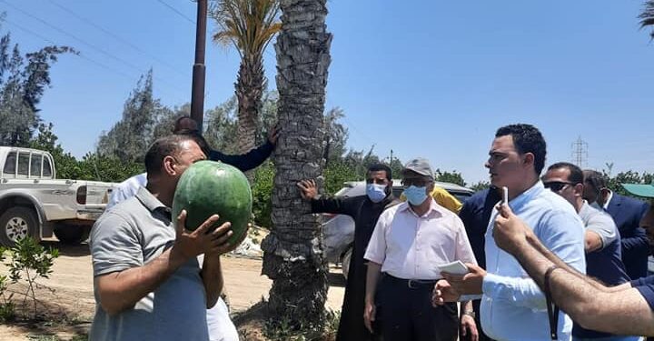 "الزراعة" تنظم يوم حقلي لتقاوي وانتاج البطيخ بحضور علماء مركز البحوث وشركات الإنتاج 1 “الزراعة” تنظم يوم حقلي لتقاوي وانتاج البطيخ بحضور علماء مركز البحوث وشركات الإنتاج