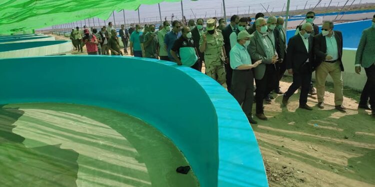 مشروعات الثروة السمكية