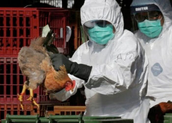 تعرف على أمراض الدواجن الفطرية وطرق علاجها