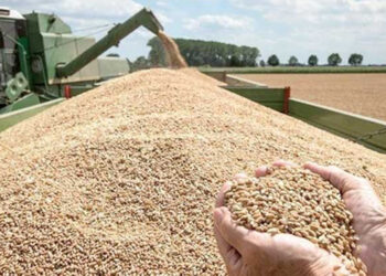 عادات هامة لتخزين القمح ..اعرفها