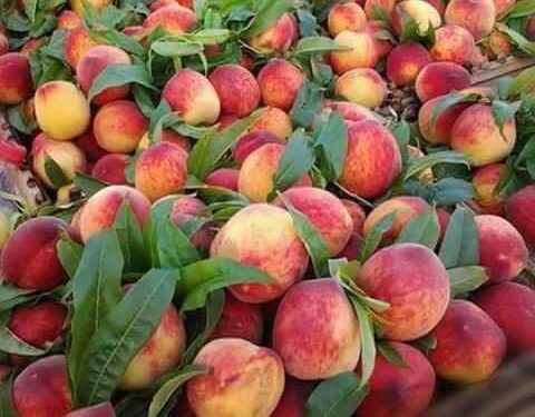 التوصيات الفنية للخوخ