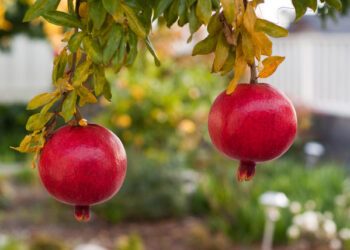 «الزراعة» نشرة هامة لمحصول الرمان يجب مراعاتها خلال يونيه