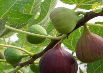 التوصيات الفنية للتين