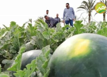 “وزارة الزراعة” توضح حقيقة انتشار بطيخ وخوخ مُسرطن بالاسواق