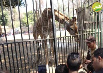 حديقة الحيوان تفتح أبوابها لاستقبال الجمهور اليوم  .. اعرف سعر التذكرة