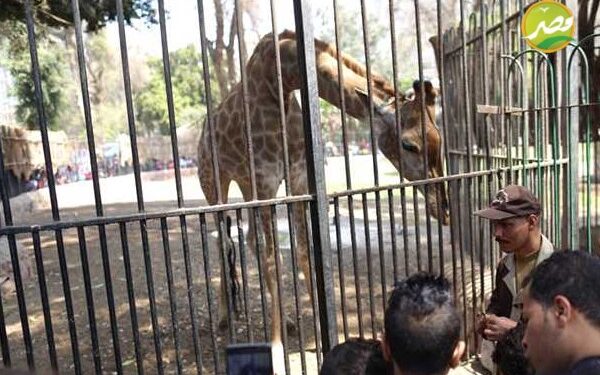 حديقة الحيوان تفتح أبوابها لاستقبال الجمهور اليوم  .. اعرف سعر التذكرة