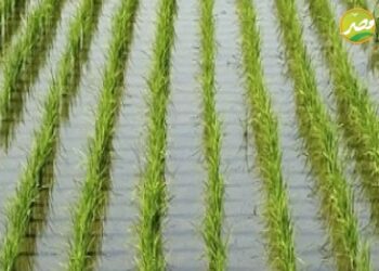 كيف تحصل على أعلى انتاجية من زراعة محصول الأرز ..اعرف التوصيات