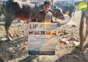 «الزراعة» صندوق التأمين على الثروة الحيوانية يطلق قافله بيطرية توعوية في سوق الماشية بمحافظة المنوفيه