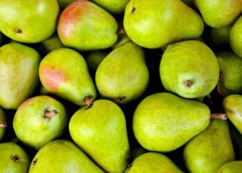 كيف تحصل على أعلى إنتاج من محصول الكمثرى