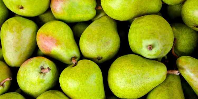 كيف تحصل على أعلى إنتاج من محصول الكمثرى 1 كيف تحصل على أعلى إنتاج من محصول الكمثرى