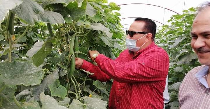 "دمياط" تسجل نجاحاً في زراعة الخيار داخل الصوب بنظام الرى بالتنقيط 1 “دمياط” تسجل نجاحاً في زراعة الخيار داخل الصوب بنظام الرى بالتنقيط