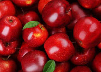 «الزراعة» توصيات هامة  لمزارعي التفاح يجب مراعاتها خلال شهر يونيه