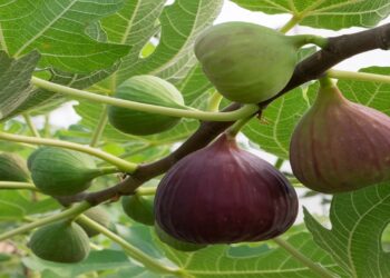 لكل مزارعي التين ..توصيات هامة جدا