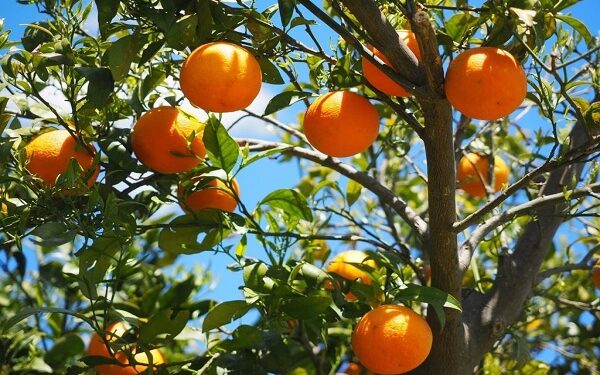 "الزراعة" تصدر التوصيات الفنية للموالح خلال مايو 1 التوصيات الفنية للموالح