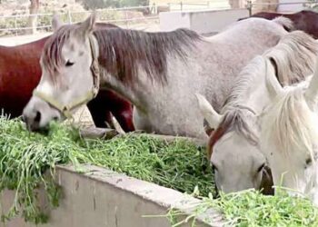 «الرئيس السيسي» يطلع على خطوات تطوير محطة “الزهراء” العريقة للخيول العربية المصرية الأصيلة