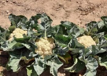 نجاح جديد لــ «بحوث الصحراء» في حقن التربة الرملية بالطين في الأراضى القلوية والمتدهورة بالملوحة