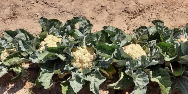 نجاح جديد لــ «بحوث الصحراء» في حقن التربة الرملية بالطين في الأراضى القلوية والمتدهورة بالملوحة