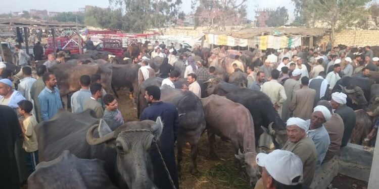 صندوق التأمين على الثروة الحيوانية يطلق قوافل إرشادية بأسواق الماشية بالمحافظات 1 صندوق التأمين على الثروة الحيوانية يطلق قوافل إرشادية بأسواق الماشية بالمحافظات