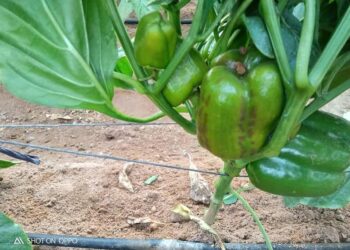 «مصر الزراعية» ترصد نشاط معهد بحوث “أمراض النباتات” عن مايو 2021