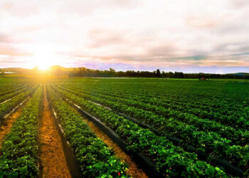 «وزير الزراعة »اطلاق الدلتا الجديدة اضخم مشروع استصلاح في المنطقة بتكلفة 300 مليار جنيه 