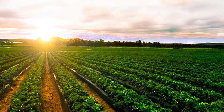 «وزير الزراعة »اطلاق الدلتا الجديدة اضخم مشروع استصلاح في المنطقة بتكلفة 300 مليار جنيه  1 «وزير الزراعة »اطلاق الدلتا الجديدة اضخم مشروع استصلاح في المنطقة بتكلفة 300 مليار جنيه