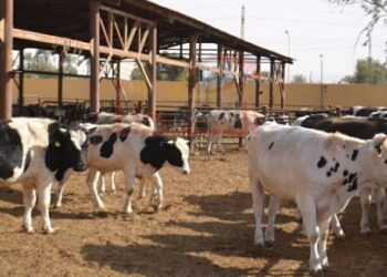 «الزراعة» توافق على استيراد 96 ألف رأس عجول أبقار و 70 ألف رأس أغنام بمناسبة عيد الأضحى المبارك