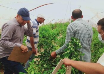 “الإرشاد الزراعي” يواصل زياراته المكثفة لتقديم الدعم الفني للمزارعين في المحافظات المختلفة