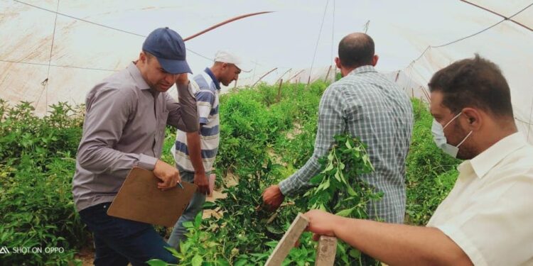 "الإرشاد الزراعي" يواصل زياراته المكثفة لتقديم الدعم الفني للمزارعين في المحافظات المختلفة 1 “الإرشاد الزراعي” يواصل زياراته المكثفة لتقديم الدعم الفني للمزارعين في المحافظات المختلفة
