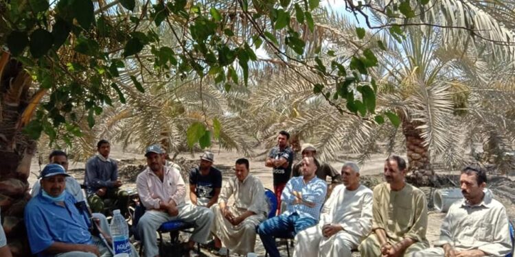«الزراعة» تنظم مدرسة حقلية للنخيل في مركز فاقوس بمحافظة الشرقية 1 «الزراعة» تنظم مدرسة حقلية للنخيل في مركز فاقوس بمحافظة الشرقية