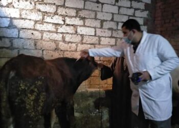 “الزراعة” تواصل التحصين ضد الحمى القلاعية والوادي المتصدع بمحافظات مصر