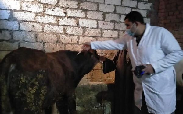 "الزراعة" تواصل التحصين ضد الحمى القلاعية والوادي المتصدع بمحافظات مصر 1 “الزراعة” تواصل التحصين ضد الحمى القلاعية والوادي المتصدع بمحافظات مصر