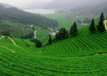 «آسيا» تكتسح العالم  80% من إنتاج الشاي و46 %للقطن