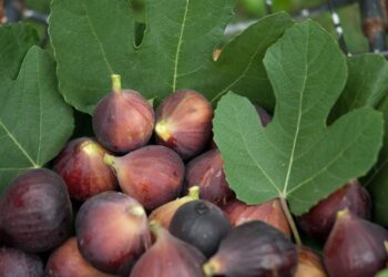 إرشادات هامة للحصول على إنتاجية عالية من محصول “التين” يجب مراعاتها خلال يوليو