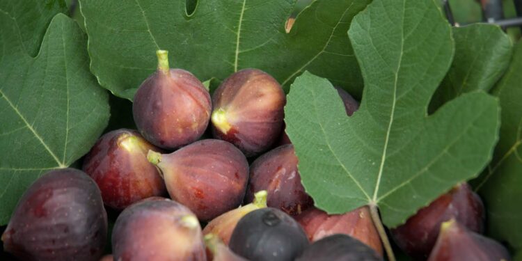 إرشادات هامة للحصول على إنتاجية عالية من محصول “التين” يجب مراعاتها خلال يوليو