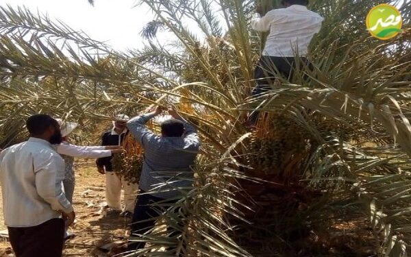 «الزراعة»معمل النخيل ينظم مدارس حقلية في عدة محافظات 1 «الزراعة»معمل النخيل ينظم مدارس حقلية في عدة محافظات
