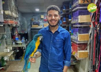 كل ما تريد معرفته عن «تربية العصافير والبغبغانات» الإنتاج والربح