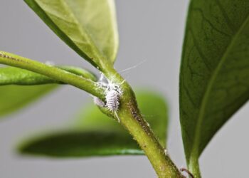 أفضل الطرق للتخلص من حشرات النباتات المنزلية