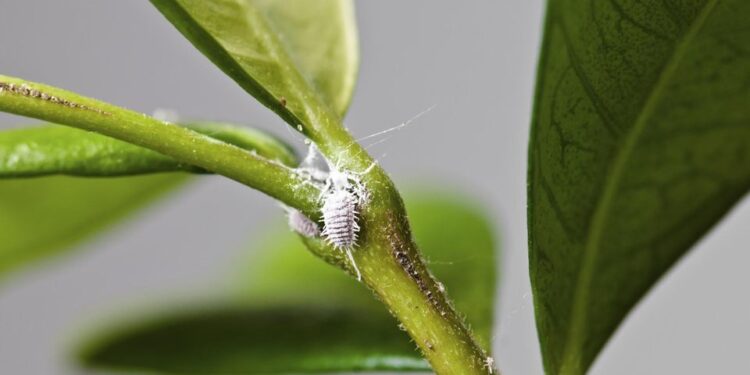 أفضل الطرق للتخلص من حشرات النباتات المنزلية 1 أفضل الطرق للتخلص من حشرات النباتات المنزلية